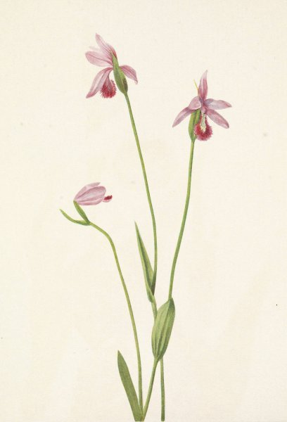 Rose Pogonia. Pogonia ophioglossoides  by Mary Vaux Walcott - Hand-Painted Oil Painting Reproduction
