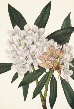 Rosebay Rhododendron. Rhododendron maximum by Mary Vaux Walcott Oil Painting
