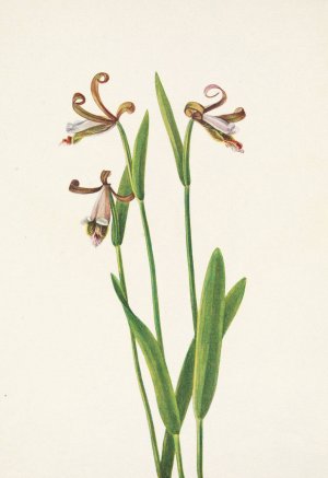 Rosebud Orchid. Pogonia divaricata by Mary Vaux Walcott Oil Painting