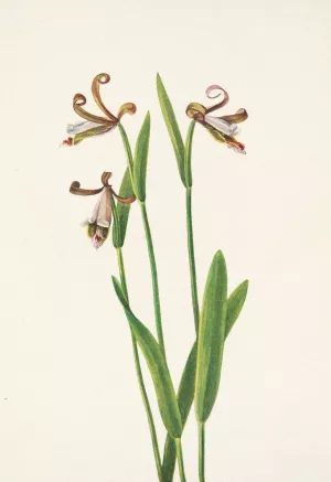 Rosebud Orchid. Pogonia divaricata by Mary Vaux Walcott Oil Painting