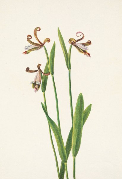 Rosebud Orchid. Pogonia divaricata  by Mary Vaux Walcott - Hand-Painted Oil Painting Reproduction