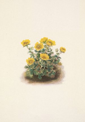 Rosette Cinquefoil. Potentilia uniflora by Mary Vaux Walcott Oil Painting