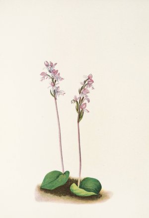 Roundleaf Orchis Oil painting by Mary Vaux Walcott
