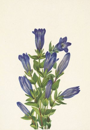 Ruff Gentian. Gentiana calycosa by Mary Vaux Walcott Oil Painting