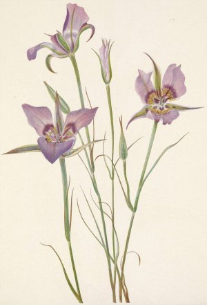 Sagebrush Mariposa. Calochortus macrocarpus by Mary Vaux Walcott Oil Painting