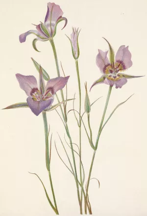 Sagebrush Mariposa. Calochortus macrocarpus by Mary Vaux Walcott Oil Painting