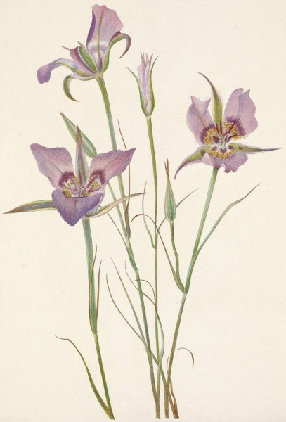 Sagebrush Mariposa. Calochortus macrocarpus  by Mary Vaux Walcott - Hand-Painted Oil Painting Reproduction