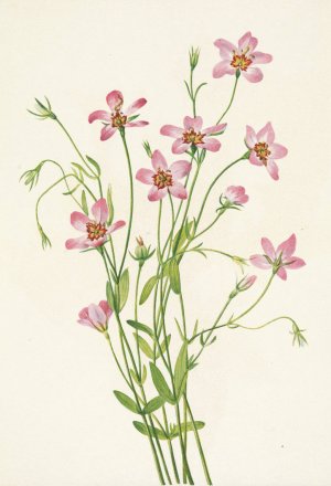 Saltmarsh Rosegentian. Sabbatia stellaris by Mary Vaux Walcott Oil Painting