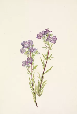Sand Phacelia. Phacelia linearis by Mary Vaux Walcott Oil Painting