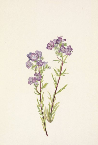 Sand Phacelia. Phacelia linearis  by Mary Vaux Walcott - Hand-Painted Oil Painting Reproduction