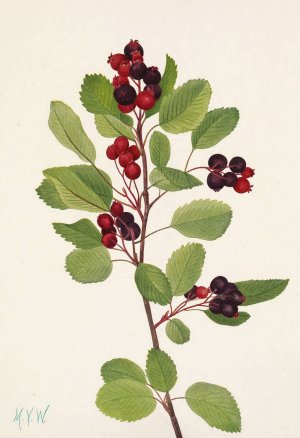 Saskatoon. Amelanchier alnifolia by Mary Vaux Walcott Oil Painting