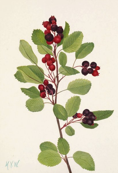 Saskatoon. Amelanchier alnifolia  by Mary Vaux Walcott - Hand-Painted Oil Painting Reproduction