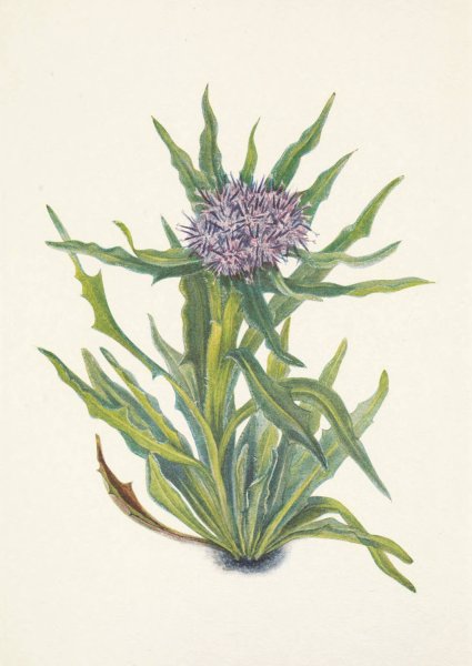 Main Product Photo of Saussurea. Saussurea densa  Painting by Mary Vaux Walcott