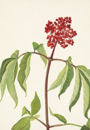 Scarlet Elder. Sambucus pubens by Mary Vaux Walcott Oil Painting