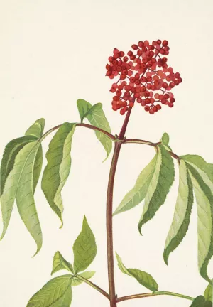 Scarlet Elder. Sambucus pubens by Mary Vaux Walcott Oil Painting