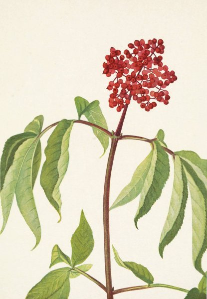 Scarlet Elder. Sambucus pubens  by Mary Vaux Walcott - Hand-Painted Oil Painting Reproduction