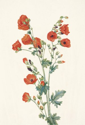 Scarlet Globe-mallow. Sphaeralcea grossulariaefolia by Mary Vaux Walcott Oil Painting