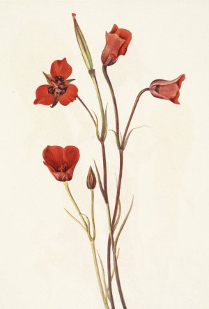 Scarlet Mariposa. Calochortus kennedyi by Mary Vaux Walcott Oil Painting