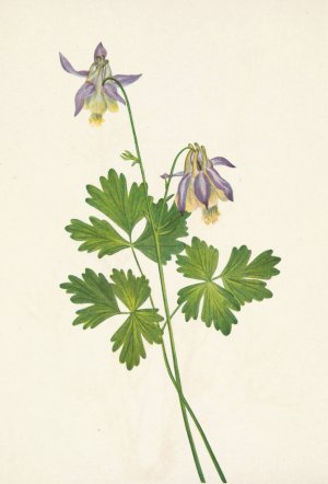 Shortspur Columbine. Aquilegia brevistyla by Mary Vaux Walcott Oil Painting