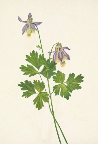 Shortspur Columbine. Aquilegia brevistyla  by Mary Vaux Walcott - Hand-Painted Oil Painting Reproduction