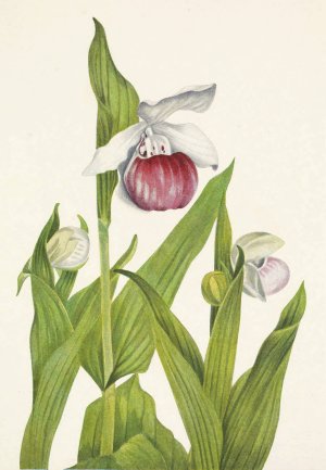 Showy Ladyslipper. Cypripedium reginae by Mary Vaux Walcott Oil Painting