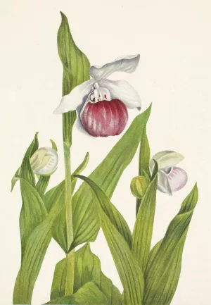 Showy Ladyslipper. Cypripedium reginae Oil painting by Mary Vaux Walcott