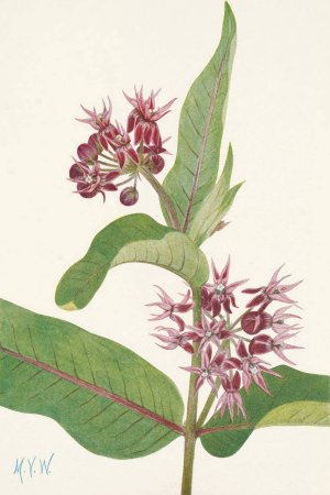 Showy Milkweed. Asclepias speciosa by Mary Vaux Walcott Oil Painting