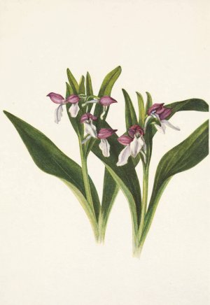 Showy Orchis. Orchis spectabilis by Mary Vaux Walcott Oil Painting