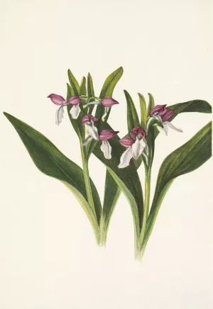 Showy Orchis. Orchis spectabilis by Mary Vaux Walcott Oil Painting