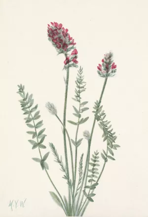 Showy Oxytrope. Oxy tropis splendens by Mary Vaux Walcott Oil Painting