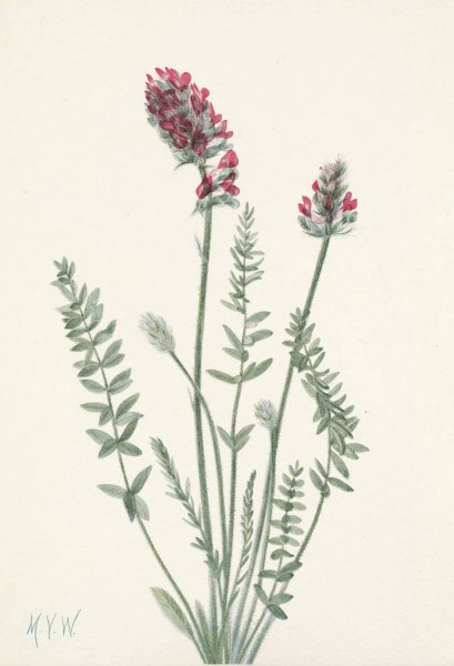 Showy Oxytrope. Oxy tropis splendens  by Mary Vaux Walcott - Hand-Painted Oil Painting Reproduction