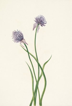 Siberian Onion. Allium sibericum by Mary Vaux Walcott Oil Painting