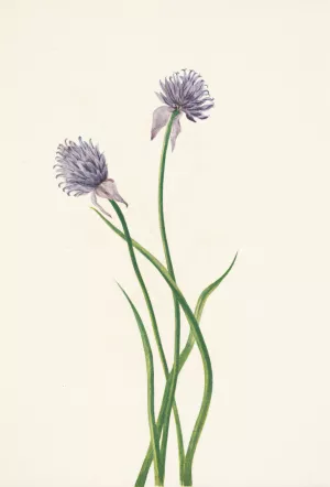 Siberian Onion. Allium sibericum Oil painting by Mary Vaux Walcott