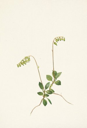 Sidebells Pyrola. Pyrola secunda by Mary Vaux Walcott Oil Painting
