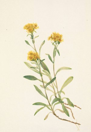 Sidesaddle Goldenrod. Solidago ciliosa by Mary Vaux Walcott Oil Painting