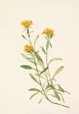 Sidesaddle Goldenrod. Solidago ciliosa by Mary Vaux Walcott Oil Painting