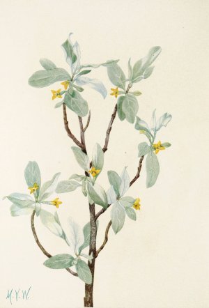 Silverberry by Mary Vaux Walcott Oil Painting