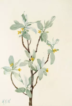 Silverberry by Mary Vaux Walcott Oil Painting