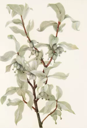 Silverberry by Mary Vaux Walcott Oil Painting