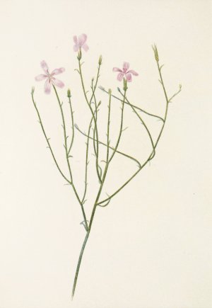 Skeletonflower by Mary Vaux Walcott Oil Painting