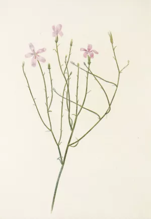 Skeletonflower Oil painting by Mary Vaux Walcott