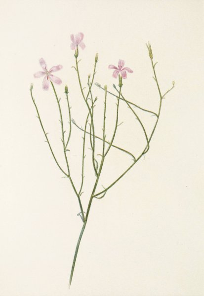 Skeletonflower  by Mary Vaux Walcott - Hand-Painted Oil Painting Reproduction