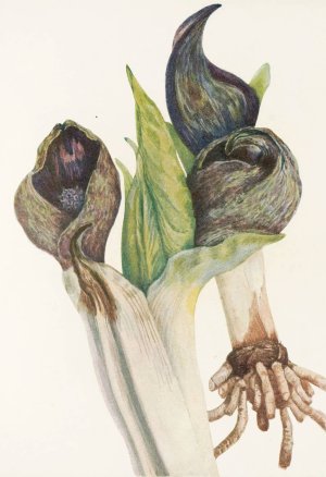 Skunkcabbage by Mary Vaux Walcott Oil Painting