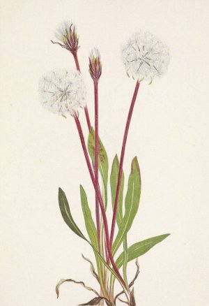 Slender Agoseris. Agoseris gracilens by Mary Vaux Walcott Oil Painting