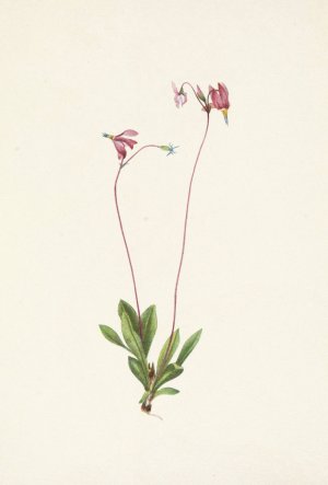 Slender Shootingstar. Dodecatheon pauciflorum by Mary Vaux Walcott Oil Painting