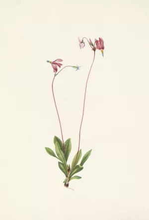 Slender Shootingstar. Dodecatheon pauciflorum Oil painting by Mary Vaux Walcott