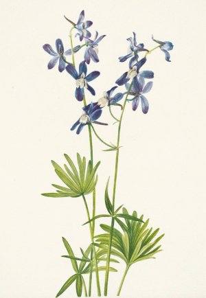 Slim Larkspur. Delphinium depauperatum by Mary Vaux Walcott Oil Painting