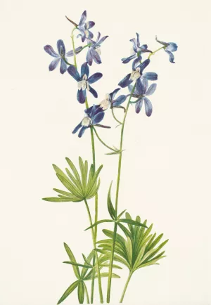 Slim Larkspur. Delphinium depauperatum by Mary Vaux Walcott Oil Painting