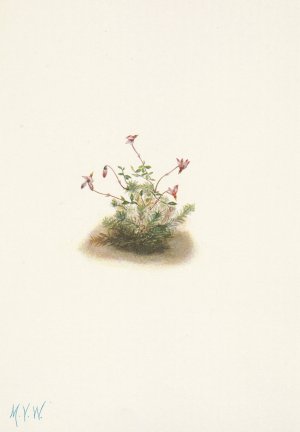 Small Cranberry. Oxycoccus palustris by Mary Vaux Walcott Oil Painting