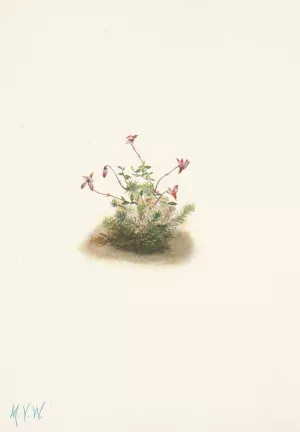 Small Cranberry. Oxycoccus palustris Oil painting by Mary Vaux Walcott